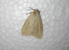 Spilosoma lutea