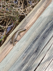 Lissolepis coventryi