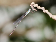 Indolestes tenuissimus