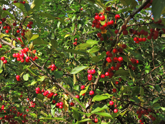 Malus sargentii