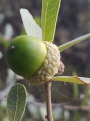 Quercus oblongifolia