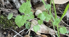 Hesperocnide tenella