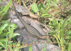 Pseudemoia rawlinsoni