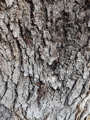 Quercus oblongifolia