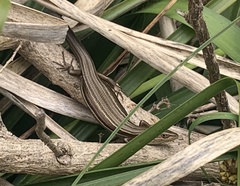 Pseudemoia rawlinsoni