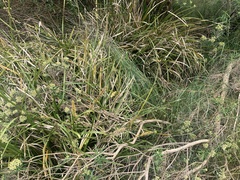 Pseudemoia rawlinsoni