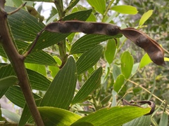 Acacia complanata