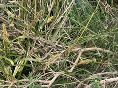 Pseudemoia rawlinsoni