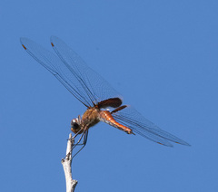 Tramea abdominalis