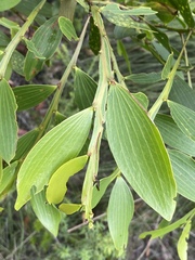 Acacia complanata