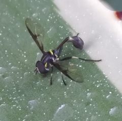 Salpingogaster