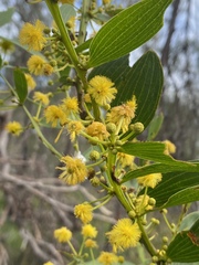 Acacia complanata