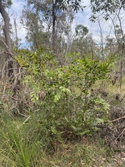 Acacia complanata