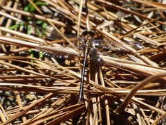 Phanogomphus diminutus