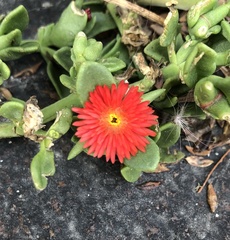 Mesembryanthemum cordifolium