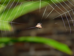 Gasteracanthinae