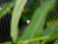 Gasteracanthinae