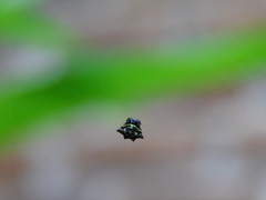 Gasteracanthinae