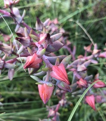 Echeveria gibbiflora