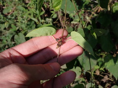 Asclepiadeae
