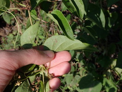 Asclepiadeae