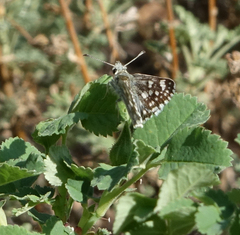 Muschampia cribrellum