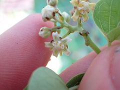 Asclepiadeae