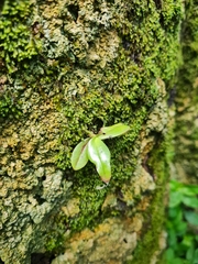 Drymoanthus adversus