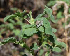 Muschampia cribrellum