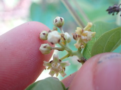 Asclepiadeae