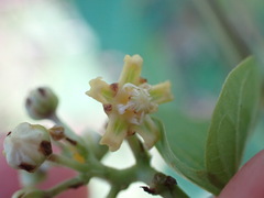 Asclepiadeae