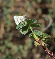 Muschampia cribrellum