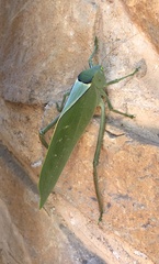Stilpnochlora azteca