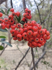 Pyracantha koidzumii