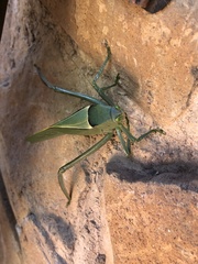 Stilpnochlora azteca