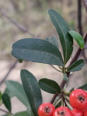 Pyracantha koidzumii