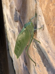 Stilpnochlora azteca