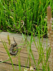 Pseudemoia rawlinsoni