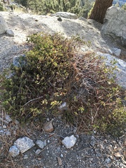 Arctostaphylos patula