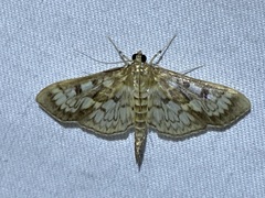 Herpetogramma thestealis