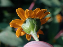 Melampodium divaricatum