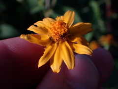 Melampodium divaricatum