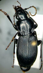 Pterostichus coracinus