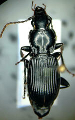 Pterostichus coracinus