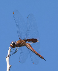 Tramea abdominalis