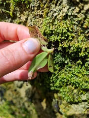 Drymoanthus adversus