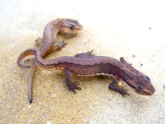 Lissotriton schmidtleri