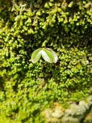 Drymoanthus adversus