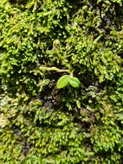 Drymoanthus adversus
