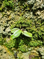 Drymoanthus adversus